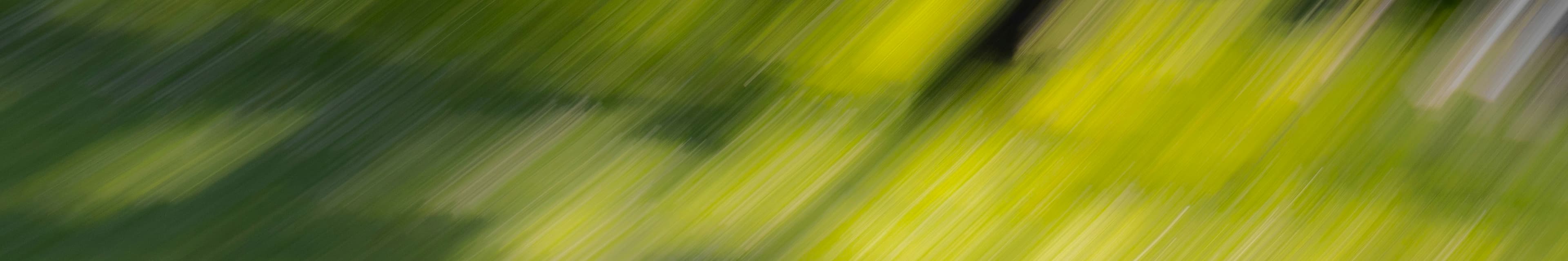 Picture of a blurry forest